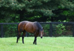 Echo Town Paddock