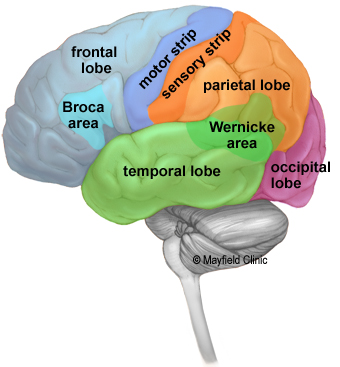 Lobes of the brain