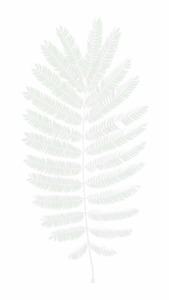 White fern leaf with intricate fronds on a hazy backdrop | App Background Maker