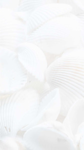 Calm pure ambience from white seashells on a soft background | App Background Maker