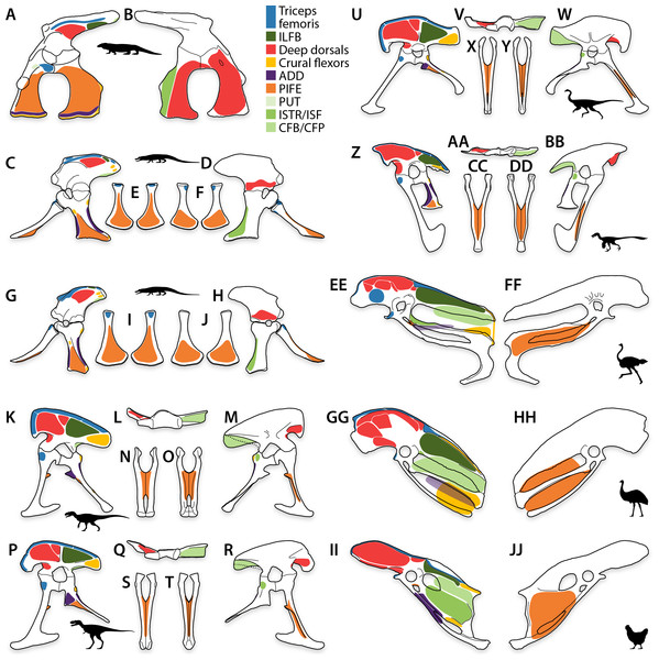 Pelvic myology of other study taxa.