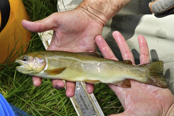 This photo provided by the Arizona Game and Fish Department show an Apache trout, Arizona's state fish that was removed from the federal list of threatened species after decades of conservation efforts, on June 2018, at the West Fork of the Little Colorado River near the Mount Baldy Wilderness in eastern Arizona. (Arizona Game and Fish Department via AP)