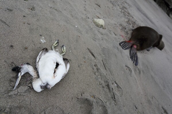 FILE - A dead sea bird lays beside a dead sea lion on the beach at Punta Bermeja, on the Atlantic coast of the Patagonian province of Río Negro, near Viedma, Argentina, Monday, Aug. 28, 2023. Government experts suspect that bird flu is killing sea lions along Argentina's entire Atlantic coastline, causing authorities to close many beaches in order to prevent the virus from spreading further. (AP Photo/Juan Macri, File)