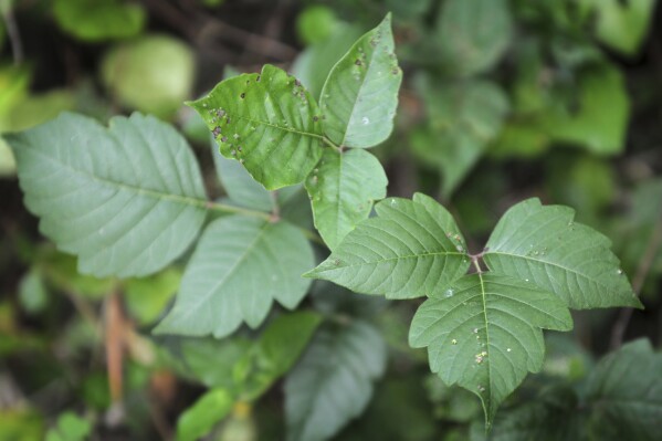 FILE - A poison ivy plant appears at Lancaster County Park, in Lancaster, Pa., on July 22, 2010. Botanically known as Toxicodendron radicans, poison ivy contains oily chemical compounds called urushiols in its leaves, stems and roots. (Marty Heisey/LNP/LancasterOnline via AP, File)