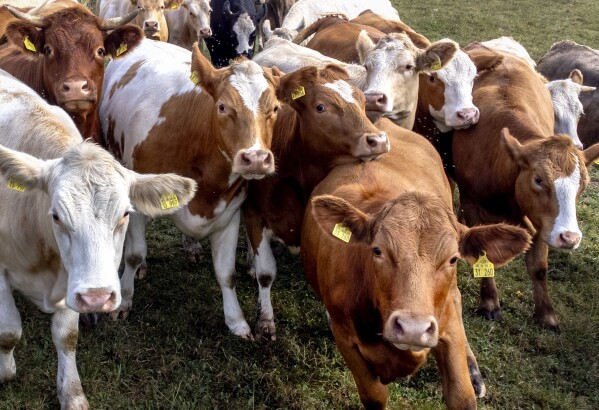 FILE - Cows stand together in a meadow in Wehrheim, near Frankfurt, Germany, Sept. 9, 2024. (AP Photo/Michael Probst, File)