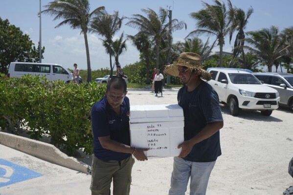 State employees evacuate turtle eggs from the beach to protect them from the incoming Hurricane Beryl, in Cancun, Mexico, Wednesday, July 3, 2024. (AP Photo/Fernando Llano)