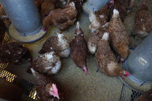 FILE - Red Star chickens feed in their coop, Jan. 10, 2023, at Historic Wagner Farm in Glenview, Ill. The ongoing bird flu outbreak has cost the U.S. government roughly $661 million and added to consumers' pain at the grocery store after more than 58 million birds were slaughtered to limit the spread of the virus. (AP Photo/Erin Hooley, File)