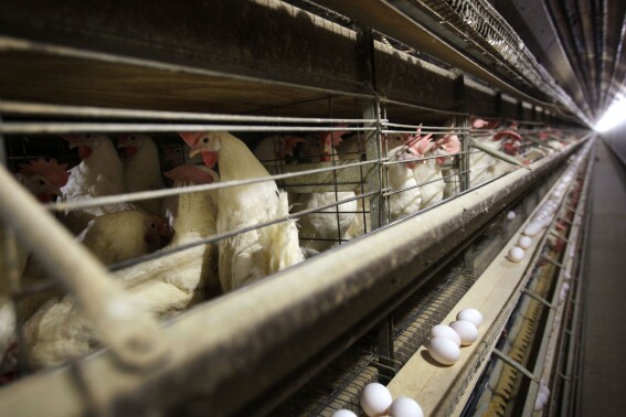 FILE - Chickens stand in their cages at a farm, in Iowa, Nov. 16, 2009. Four more people, all Colorado poultry workers, have been diagnosed with bird flu infections, health officials said late Sunday, June 14, 2024. The new cases are the sixth, seventh, eighth, and ninth in the United States diagnosed with the bird flu, which so far has caused mild illness in humans. (AP Photo/Charlie Neibergall, File)