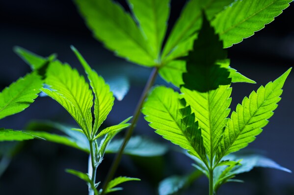 FILE - Cannabis clones are displayed for customers at Home Grown Apothecary, April 19, 2024, in Portland, Ore. The Justice Department has formally moved to reclassify marijuana as a less dangerous drug in a historic shift to generations of drug policy in the United States. A proposed rule sent Thursday to the federal register recognizes the medical uses of cannabis and acknowledge it has less potential for abuse than some of the nation’s most dangerous drugs. (AP Photo/Jenny Kane, File)