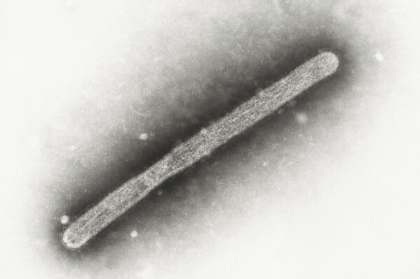 FILE - This 2005 electron microscope image shows an avian influenza A H5N1 virion. The Centers for Disease Control and Prevention on Tuesday, July 30, 2024, announced it will spend $5 million to buy seasonal flu shots for livestock workers. (Cynthia Goldsmith, Jackie Katz/CDC via AP, File)