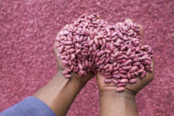 Farmers sort out climate-smart beans in Machakos, Kenya, Monday, March 18, 2024. From ancient fertilizer methods in Zimbabwe to new greenhouse technology in Somalia, farmers across the heavily agriculture-reliant African continent are looking both to the past and future to respond to climate change. (AP Photo/Andrew Kasuku)