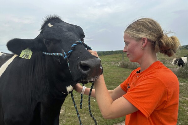 Osceola County 4-H member Alison Smith tends to a heifer named Evergreen Thursday, Aug. 1, 2024, on a farm in Hersey Township, Mich. (AP Photo/Mike Householder)