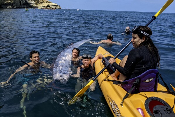 This image provided by The Scripps Institution of Oceanography shows a team of researchers and science-minded snorkelers working together to recover a dead oarfish from La Jolla Cove, Calif., Saturday, Aug. 10, 2024. (Michael Wang/The Scripps Institution of Oceanography via AP)