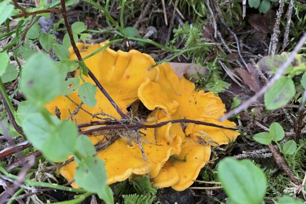 A golden chanterelle mushroom, shown here in Stockholm, Sweden, on July 31, 2021. (AP Photo/Natalie Li)