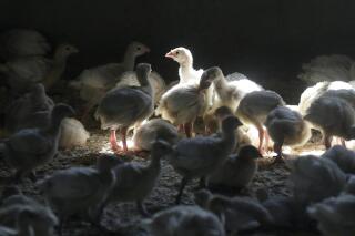 FILE - A flock of young turkeys stand in a barn at the Moline family turkey farm after the Mason, Iowa farm was restocked on Aug. 10, 2015. Farms that raise turkeys and chickens for meat and eggs are on high alert, fearing a repeat of a widespread bird flu outbreak in 2015 that killed 50 million birds across 15 states and cost the federal government nearly $1 billion. The new fear is driven by the discovery announced Feb. 9, 2022, of the virus infecting a commercial turkey flock in Indiana. (AP Photo/Charlie Neibergall, File)