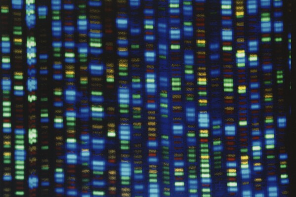 FILE - This undated image made available by the National Human Genome Research Institute shows the output from a DNA sequencer. Collectively, about 350 million people worldwide suffer from rare diseases, most of which are genetic. But each of the 7,000 individual disorders affects perhaps a few in a million people or less. So there’s little commercial incentive to develop or bring to market these one-time therapies to fix faulty genes or replace them with healthy ones. (NHGRI via AP, File)