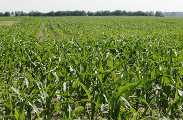 This June 13, 2007, photo shows corn being grown to produce ethanol, in a field in London, Ohio. In the world of greenhouse gas emissions, carbon dioxide gets most of the blame. But tiny organisms that flourish in the world's farm fields emit a far more potent gas, nitrous oxide, and scientists have long sought a way to address it. (AP Photo/Kiichiro Sato, file)