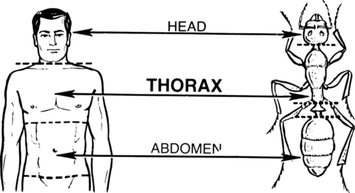 A diagram of a human and an insect, comparing the three main body parts: head, thorax, and abdomen