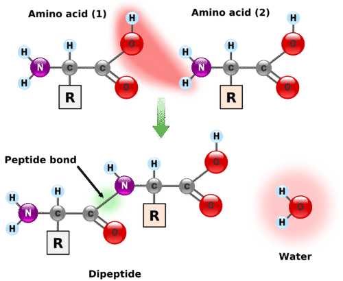 Condensation reaction of two amino acids to form a peptide