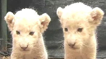 Video : Abandoned white lion cubs being brought up by nurse