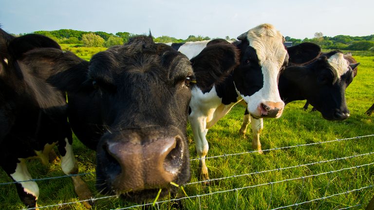 People across the UK will stop eating beef and other meats during Veganuary 