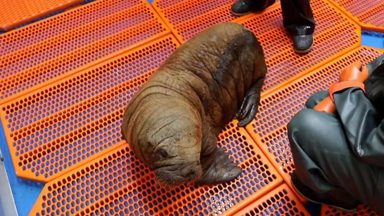 Rescuers care for abandoned walrus found on beach