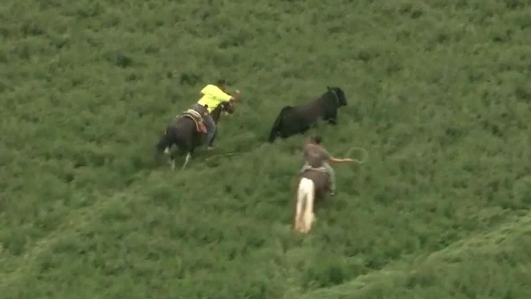 Bull that escaped from Illinois farm lassoed after hours on the run