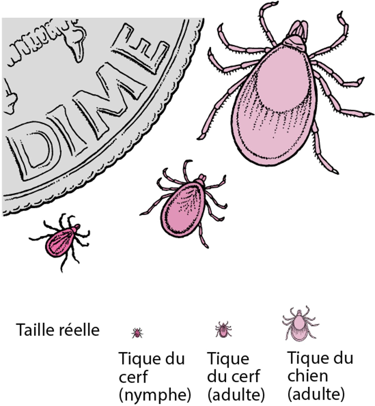 Tiques du cerf