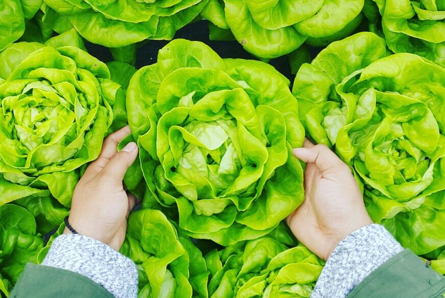 Person picking up lettuce