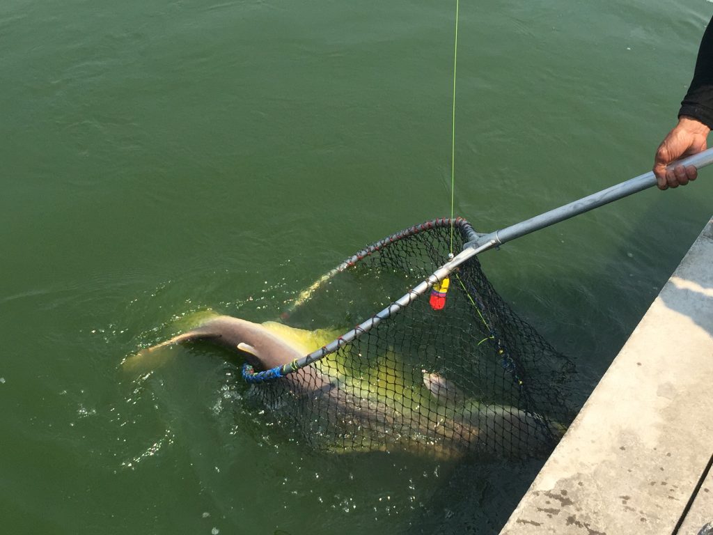 บึงสำราญ จังหวัด กรุงเทพมหานคร,Bungsamran Fishing Park,ブンサムラン・フィッシングパーク,タイ,バンコク,釣り,フィッシング,魚釣り,メコンオオナマズ,怪魚ハンター,旅行,観光,おすすめ,楽しい,グルメ,タイ料理2017年,最新,情報,移転,閉鎖