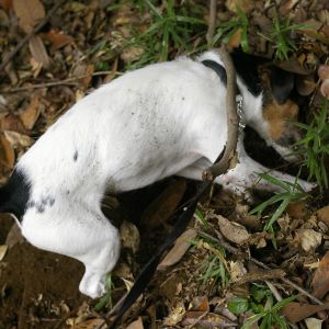 「あなほり楽しい」「目に砂入って痛い」の無限ループ🐶