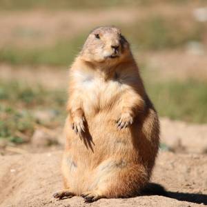 千葉の動物園にダルマみたいなプレーリードッグがおったｗ