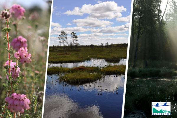 Collage of images: flower, waterfront, forest.