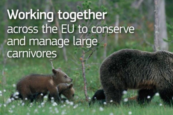 A bear mother and two bear cubs strolling through the forest