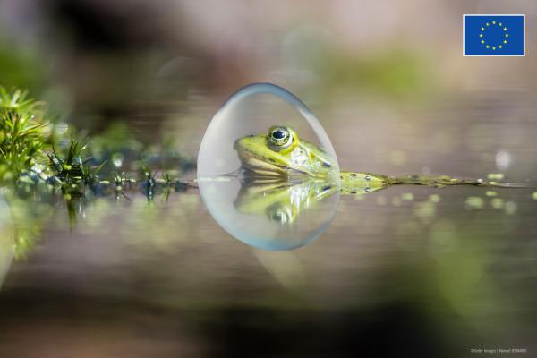 A frog pokes its head out of the water in a bubble