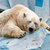 Drowsy Bear thumbnail