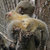 pygmymarmosets thumbnail