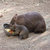 Mellow Wombat thumbnail