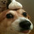 garliccorgi thumbnail