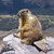 Killermarmot thumbnail