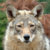 coywolf__ thumbnail