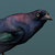 thegreatgrackle thumbnail