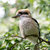 Captain Kookaburra thumbnail