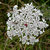 flowers and fruit thumbnail