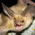 a bat thumbnail