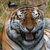 GoofyTiger thumbnail