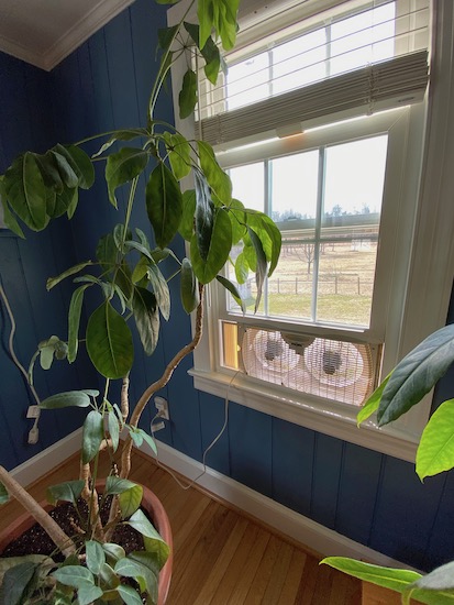 A white exhaust fan blowing air outside next to a large plant named Robert