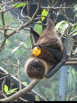 沖縄こどもの国　ダイトウオオコウモリ