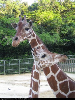 沖縄こどもの国　キリン