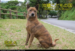 沖縄こどもの国　琉球犬